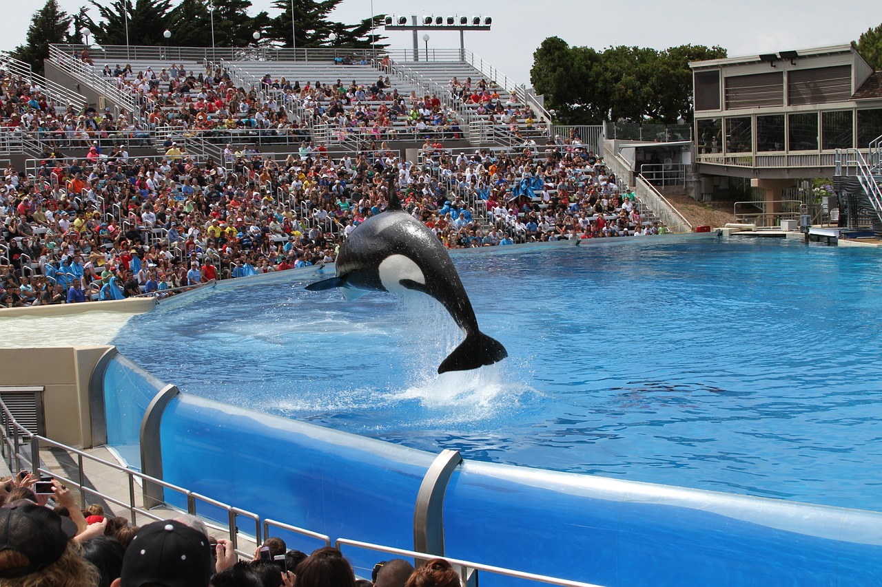 为什么国外可以养水獭（国内让养宠物水獭吗_） 水族品牌 第3张