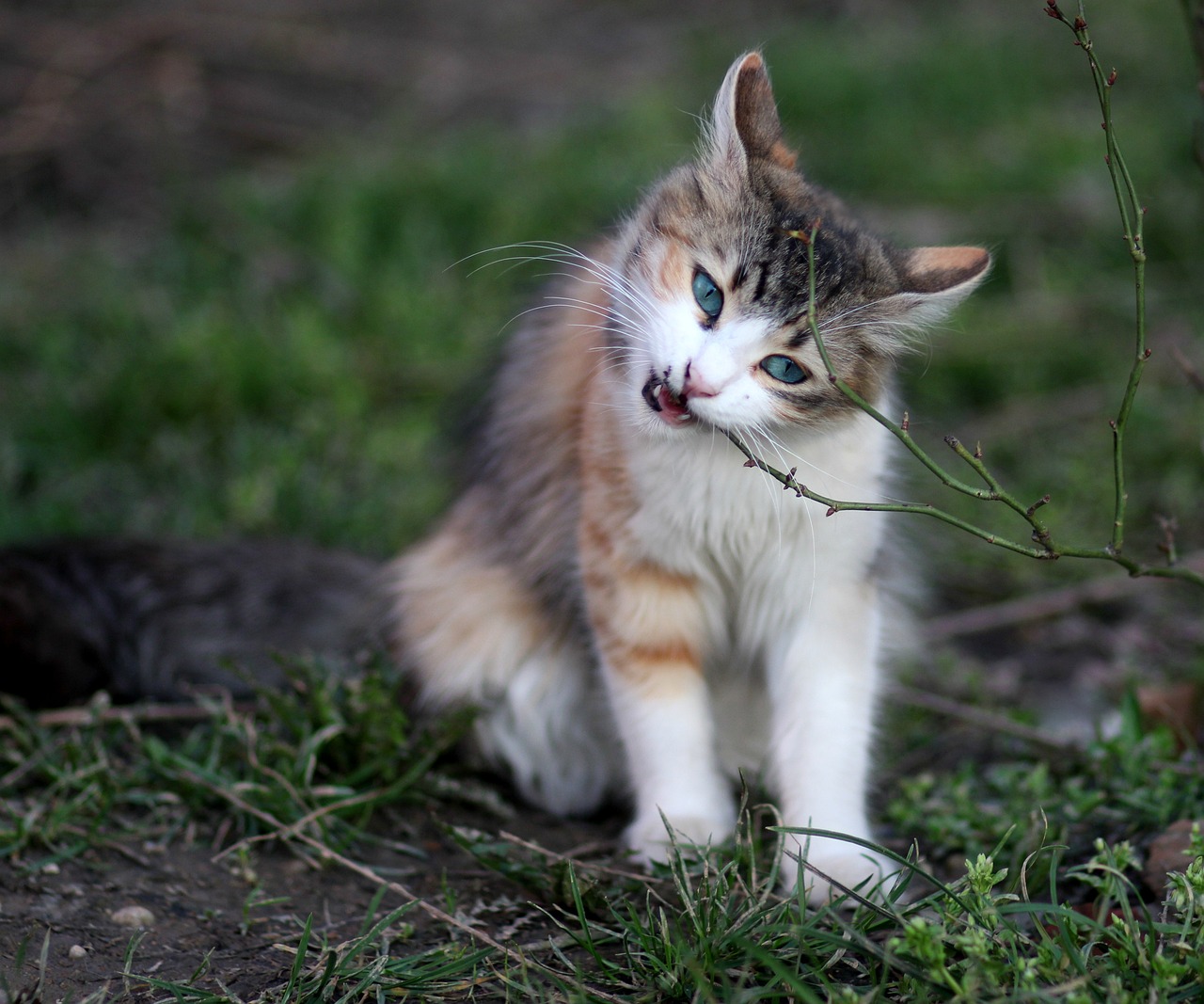 招财猫鱼可不可以吃火腿肠（招财猫鱼可不可以吃火腿肠呢） 森森鱼缸 第1张