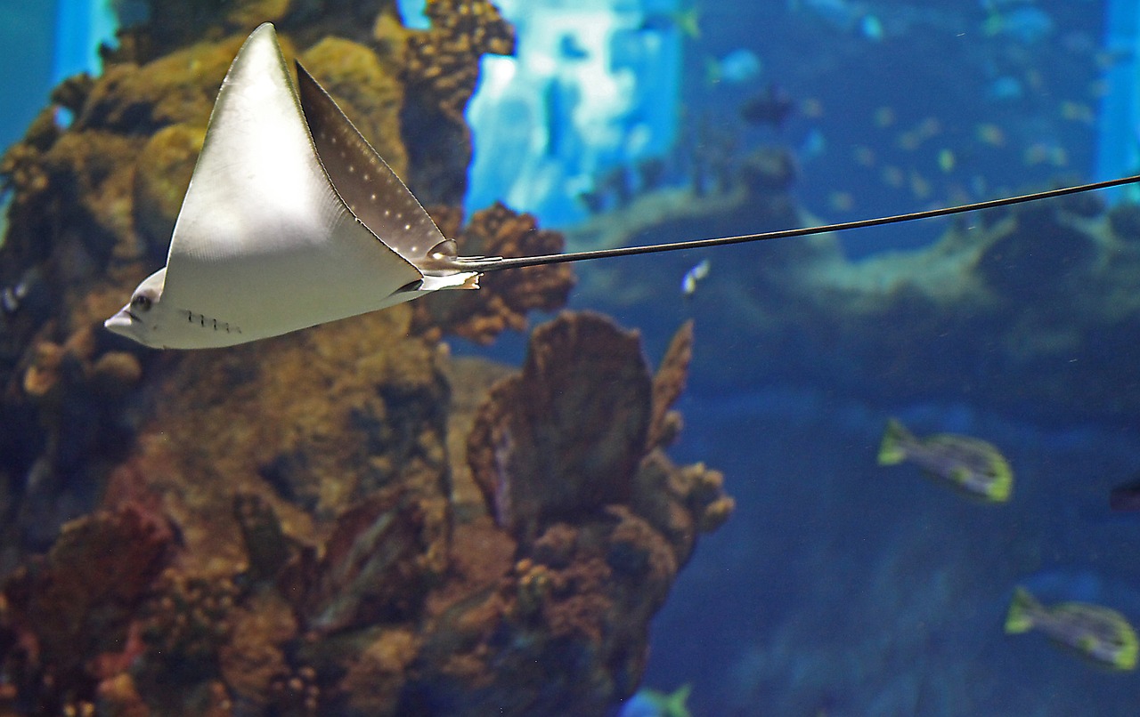 李沧区鱼缸观赏鱼馆（李沧区哪里有卖鱼缸的） 全国水族馆企业名录 第2张