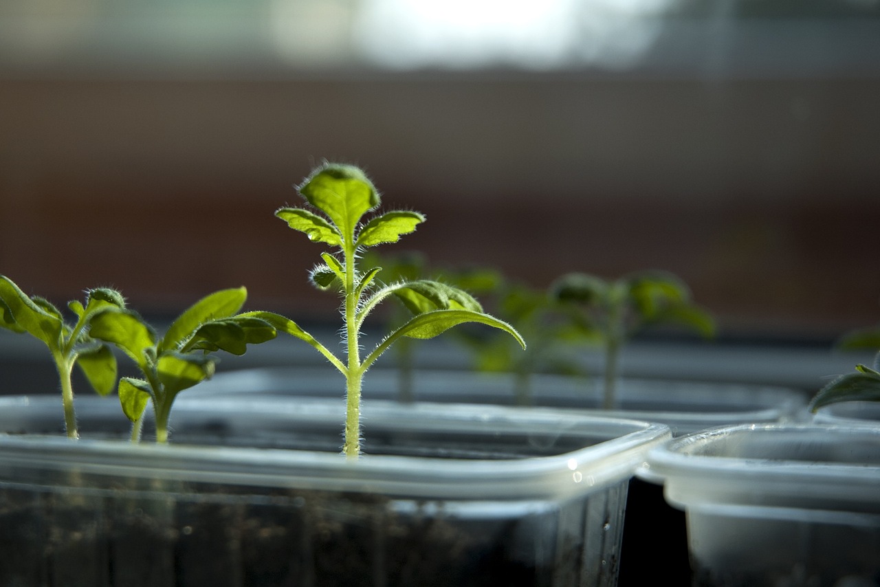 鱼缸水草种子种植方法视频教程全集（鱼缸水草种子种植方法视频教程全集下载）