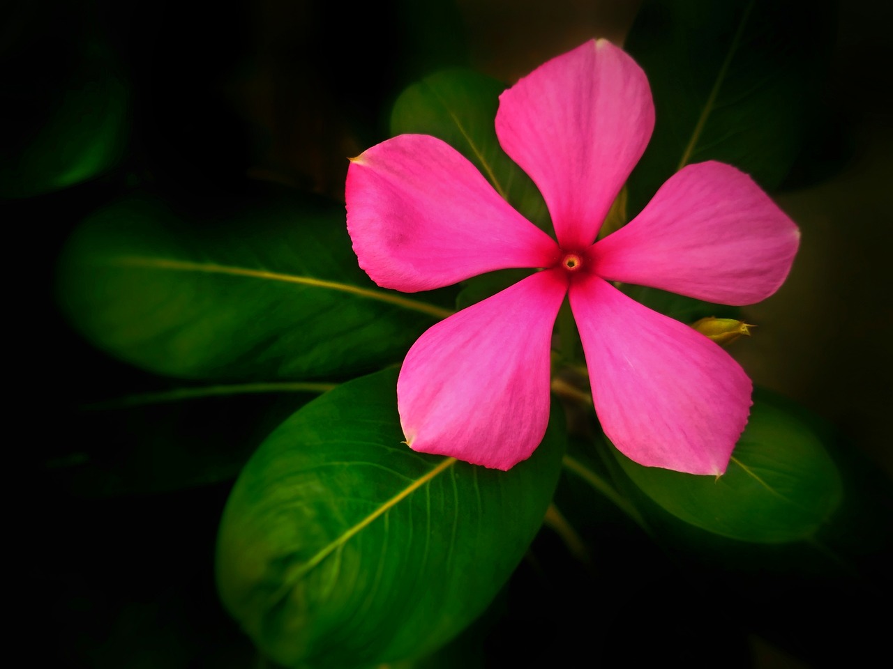 花卉绿植盆景批发基地（绿植盆栽批发市场） 海象鱼 第1张