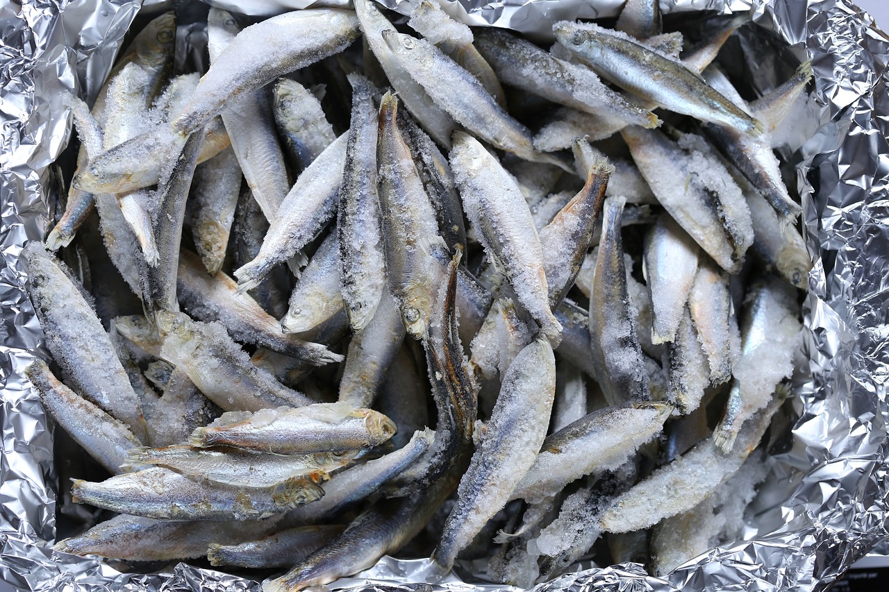 鼠鱼多少温度合适喂食物（鼠鱼多少温度合适喂食物呢） 祥龙水族滤材/器材 第2张