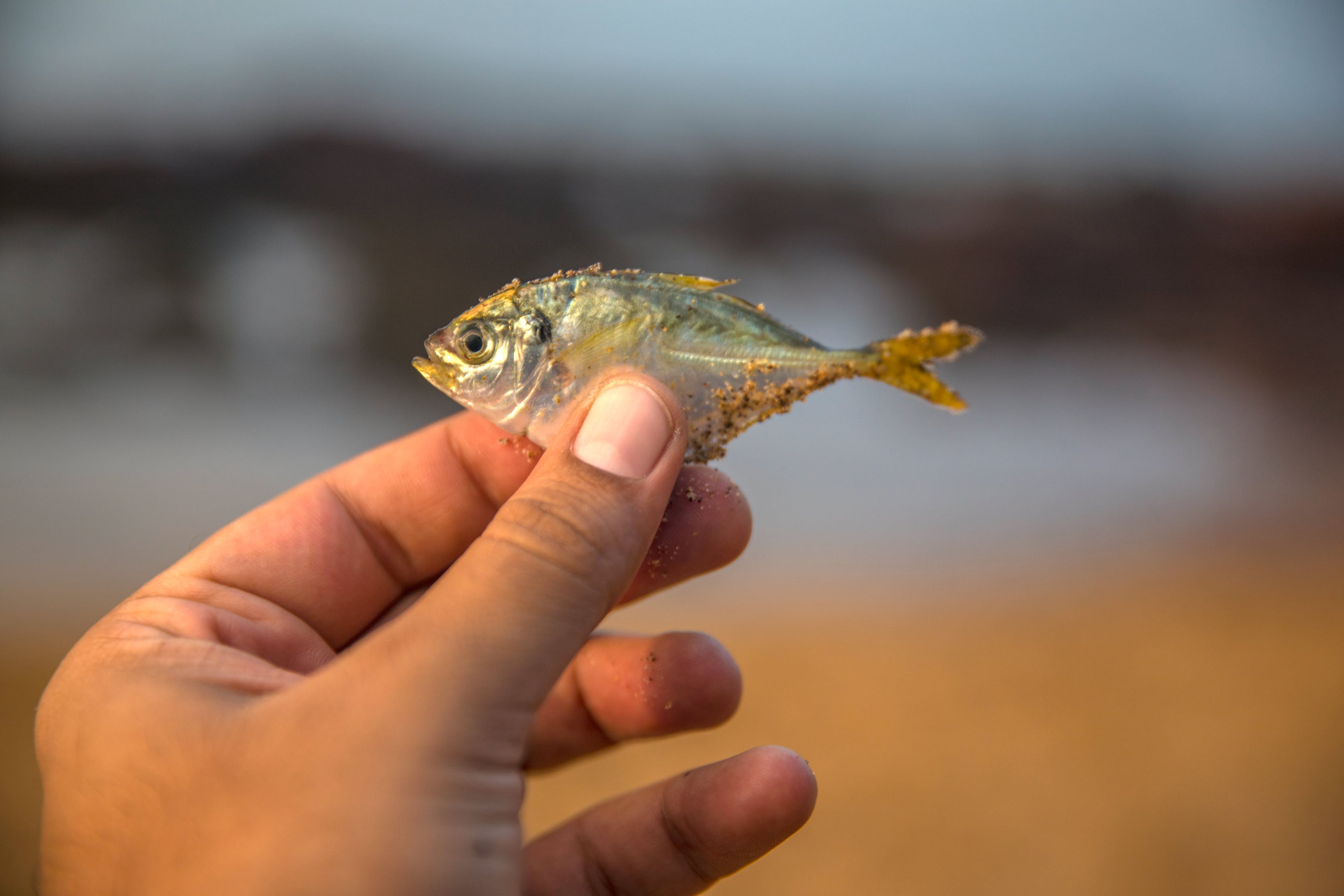 三间鼠鱼（三间鼠鱼咬鱼吗） 三间鼠鱼 第3张