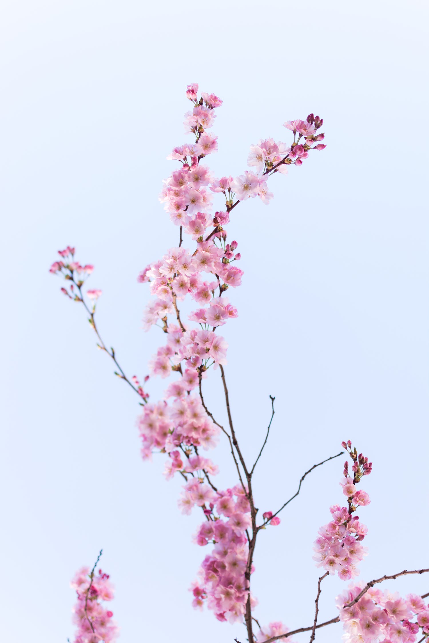 植物鱼缸造景（植物鱼缸造景图片大全）