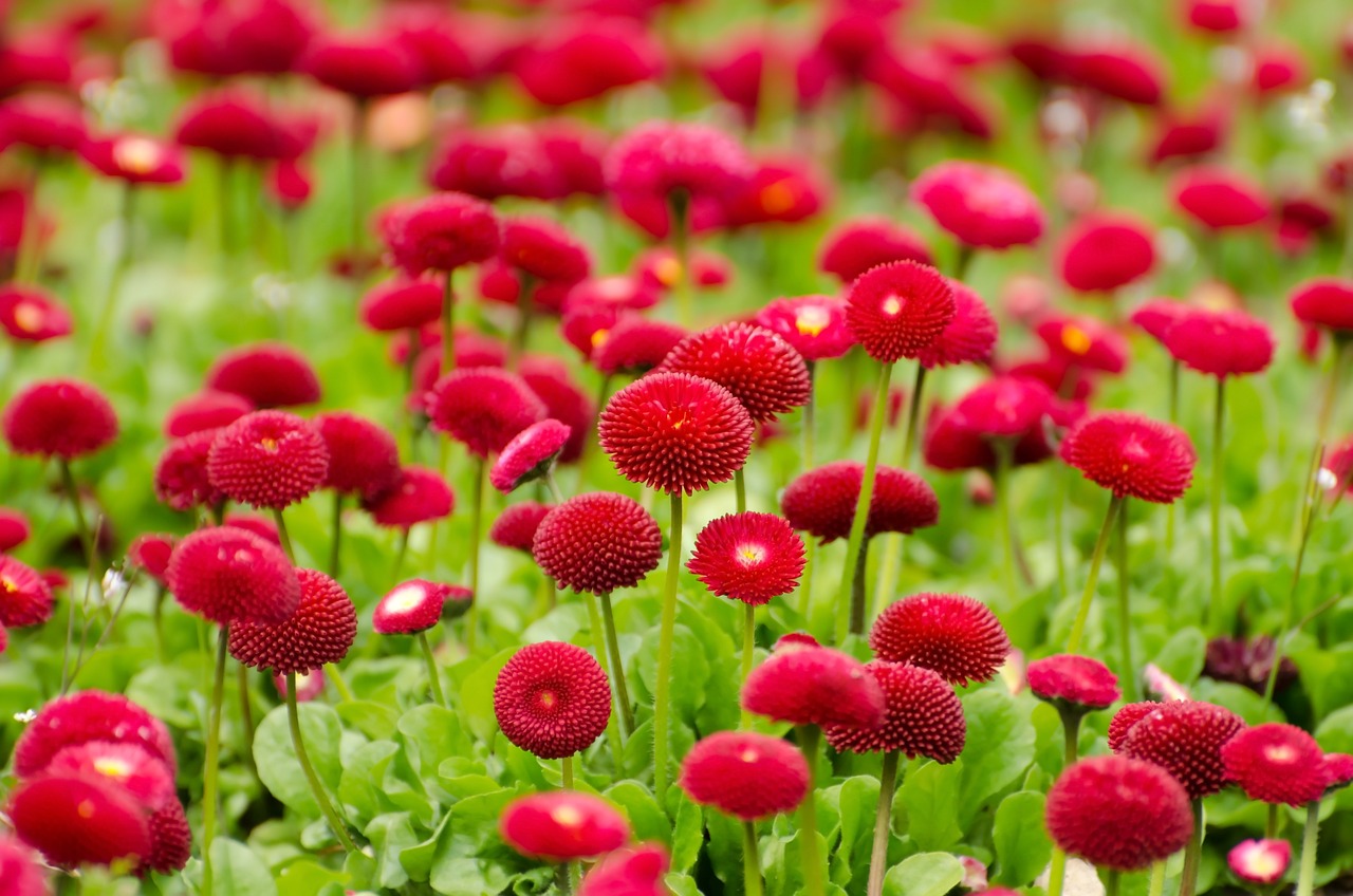 韩城市新城区植彩坊花卉中心（韩城市新城区植彩坊花卉中心电话）