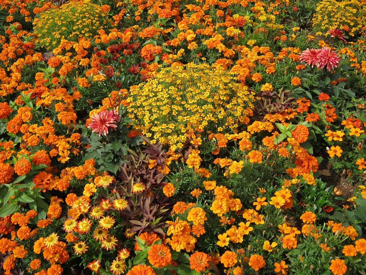 韩城市新城区植彩坊花卉中心（韩城市新城区植彩坊花卉中心电话） 全国水族馆企业名录 第5张