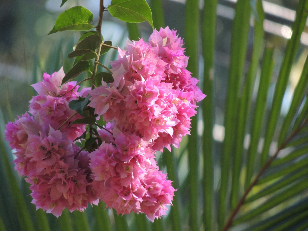 丹东市元宝区悦心花卉馆（丹东市元宝区悦心花卉馆地址） 全国水族馆企业名录 第4张