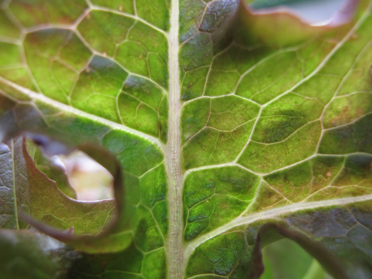 硝化细菌是真核生物还是原核（硝化细菌是真核生物还是原核生物）