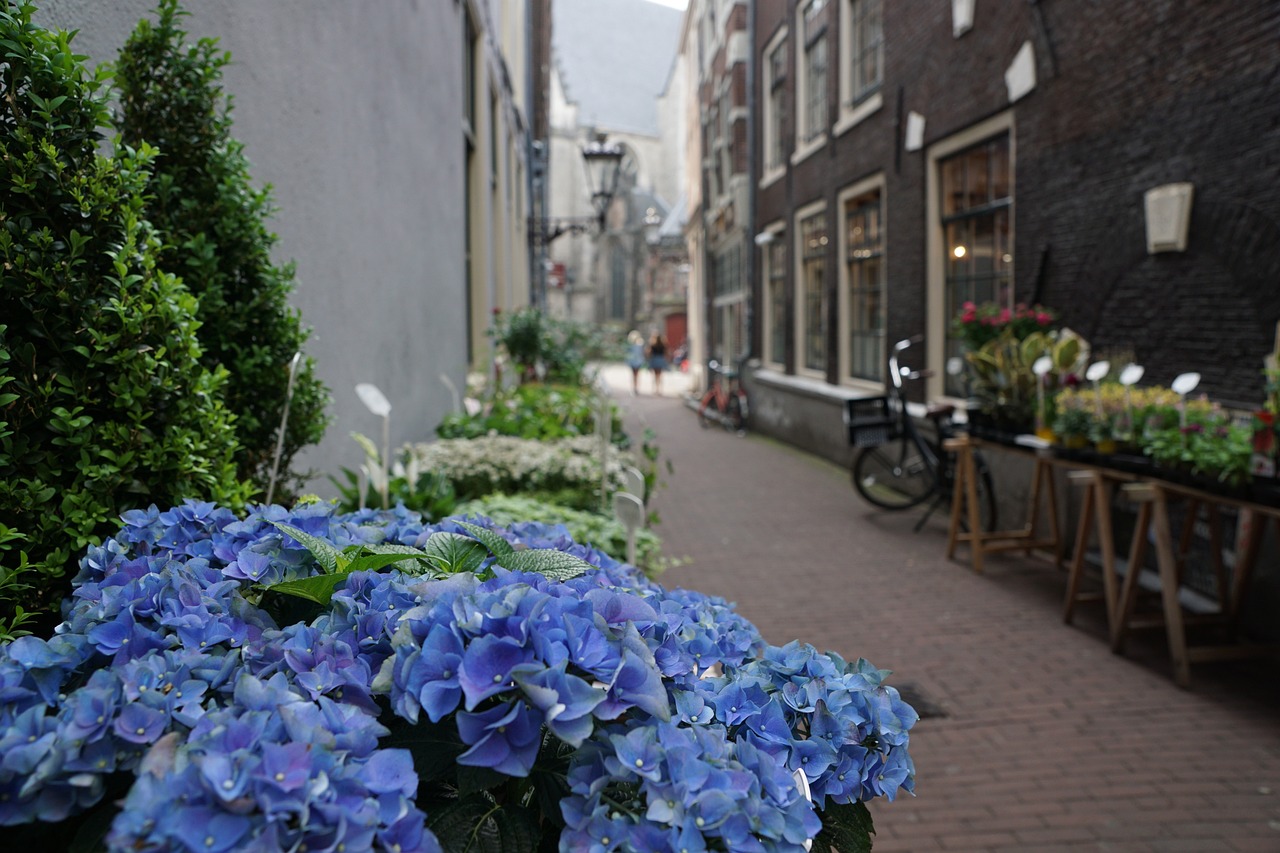 铁力市正阳植物的旅行花店（正阳植物园大酒店电话多少） 全国水族馆企业名录 第2张