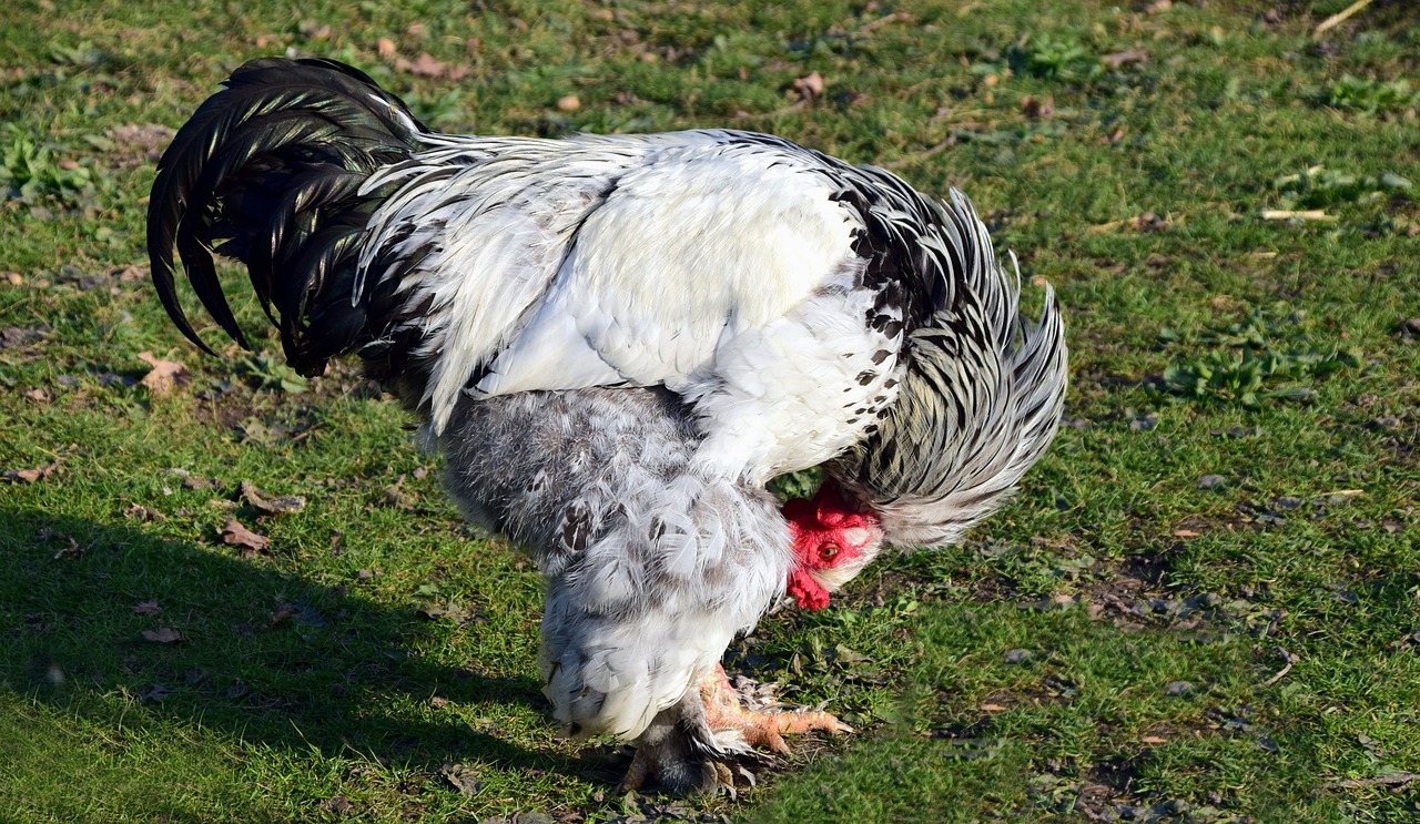 锦鲤鱼鳞掉色怎么回事（锦鲤鱼鳞掉色怎么回事啊） 金三间鱼 第2张