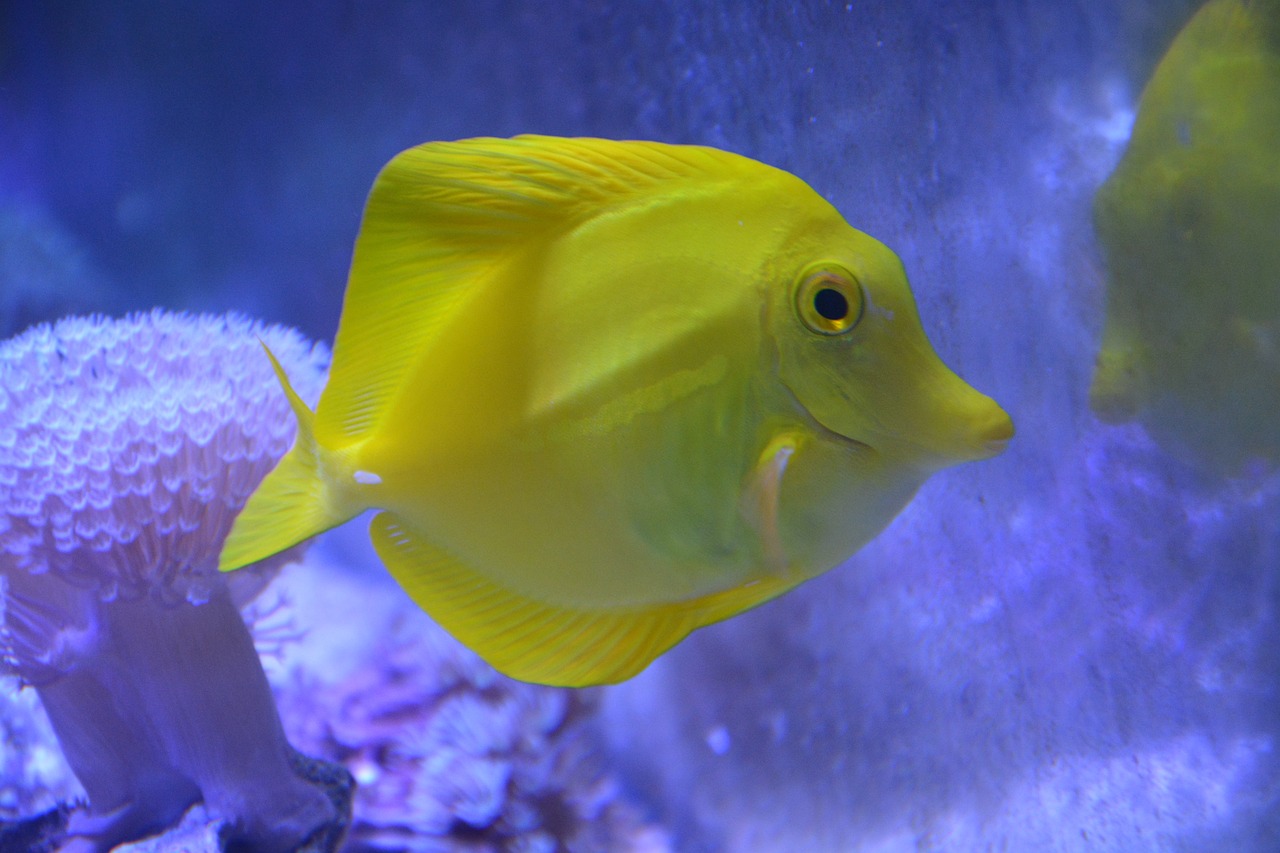 安丘市鱼宝贝水族馆