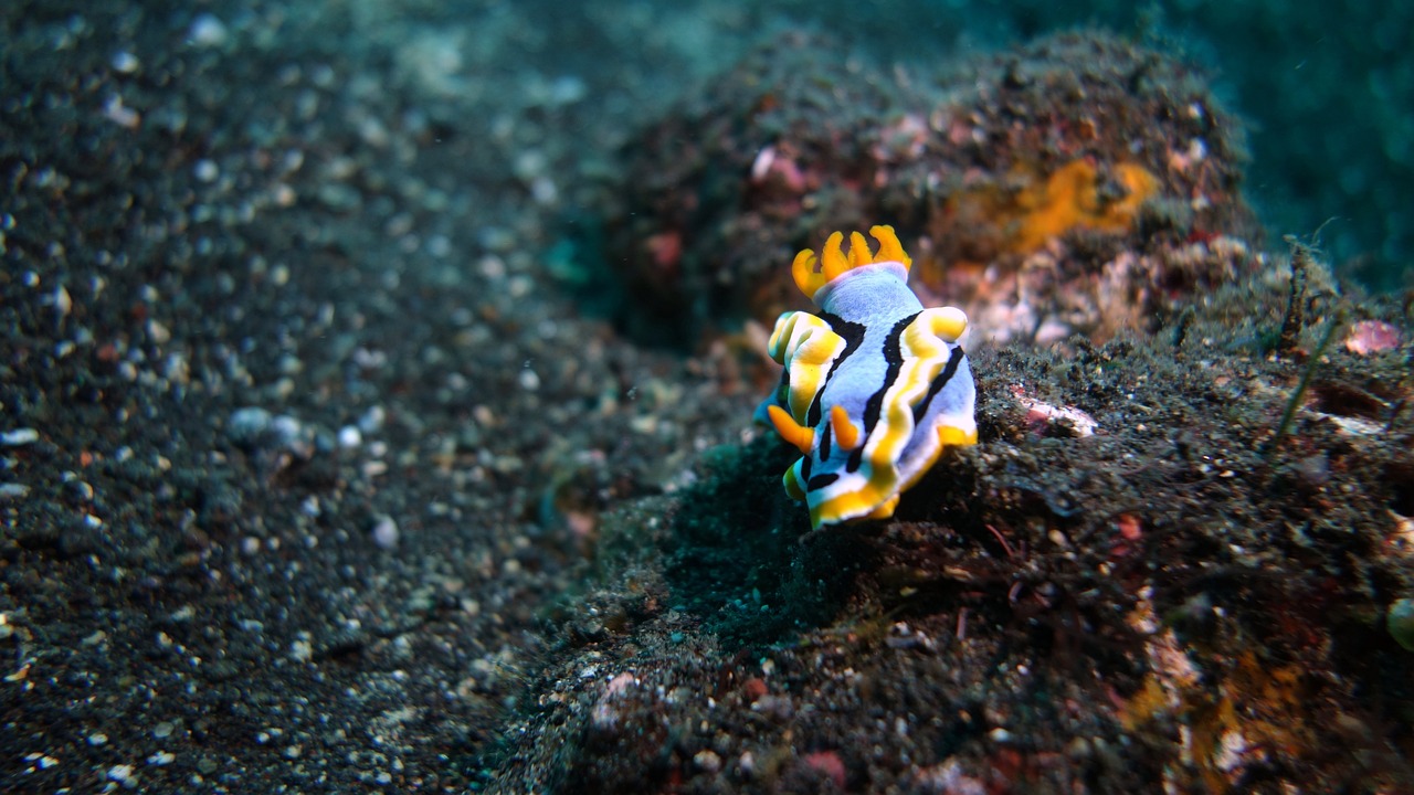 龙鱼喂什么比较好：龙鱼喂食什么 广州水族批发市场 第1张