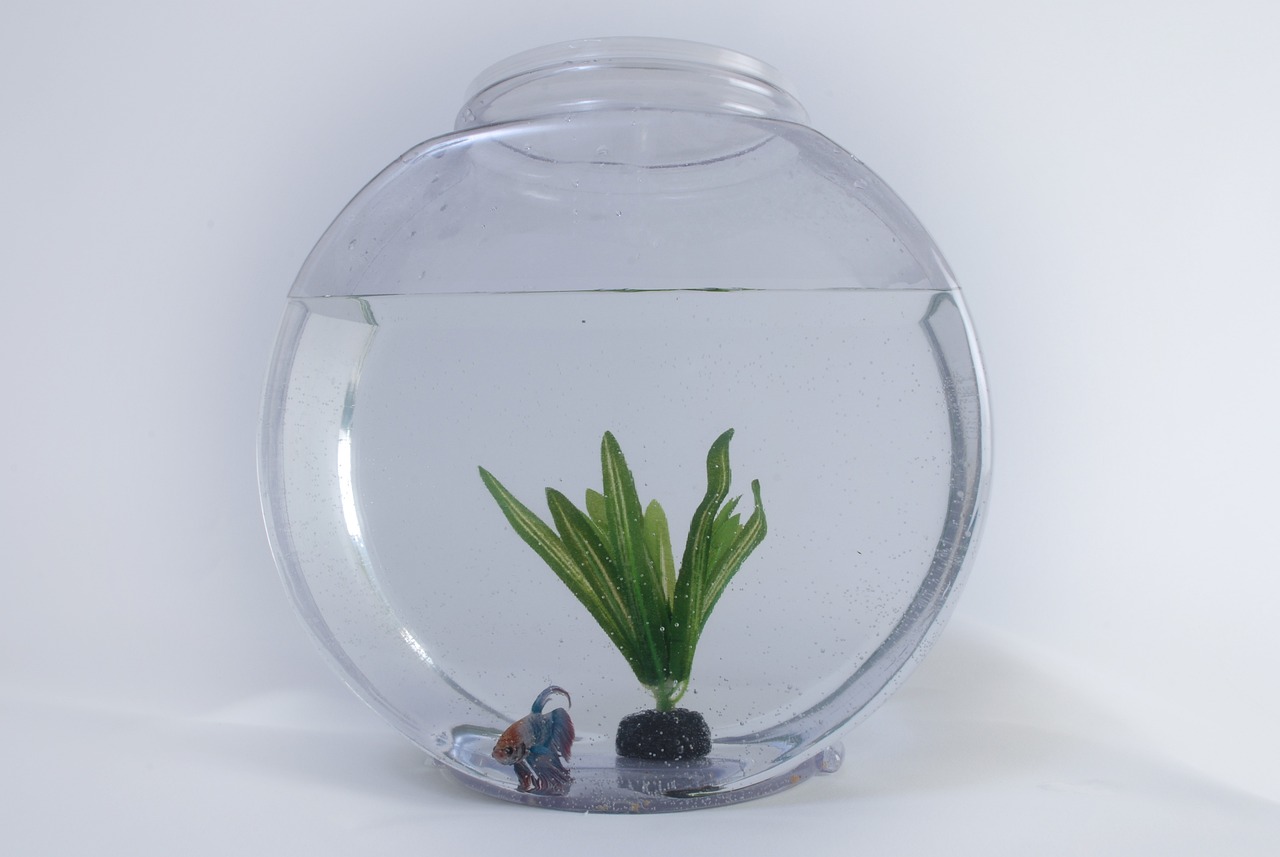鱼缸顶上可以摆放植物吗（鱼缸顶上可以摆放植物吗图片） 观赏鱼 第3张