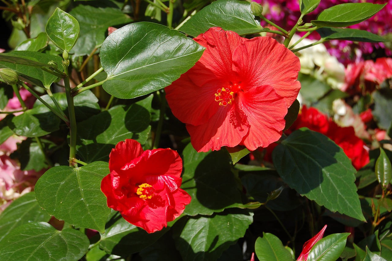 舞钢市雅诗花卉行（舞钢市雅诗花卉行业怎么样） 全国水族馆企业名录 第4张