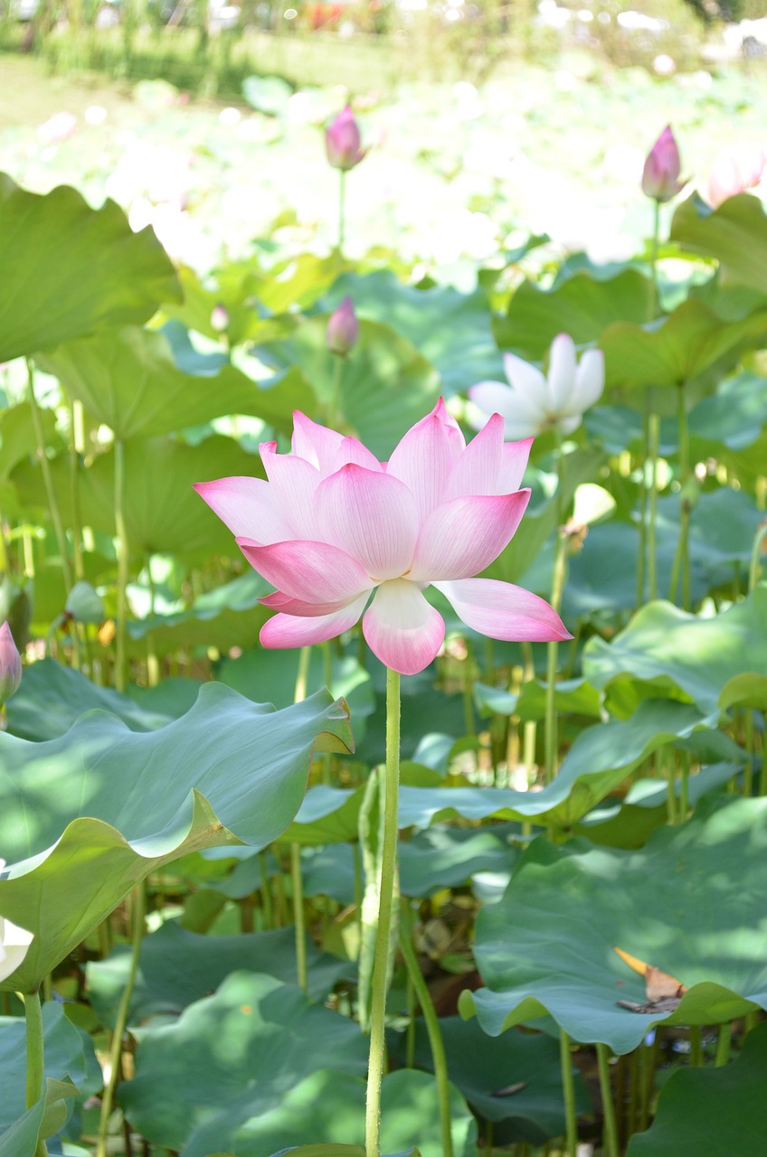 舞钢市雅诗花卉行（舞钢市雅诗花卉行业怎么样） 全国水族馆企业名录 第5张