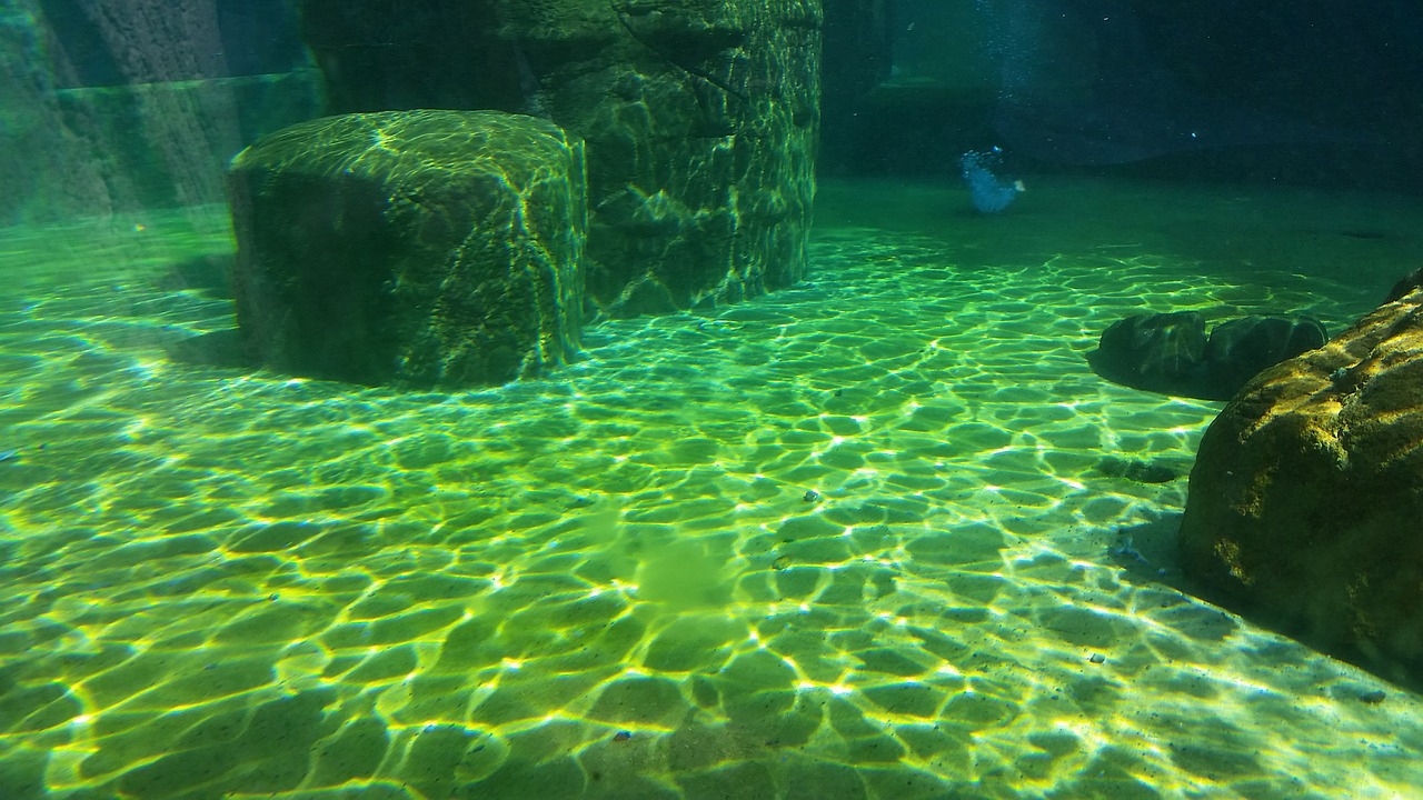 丽水水族馆（丽水水族馆门票多少钱） 玫瑰银版鱼 第4张