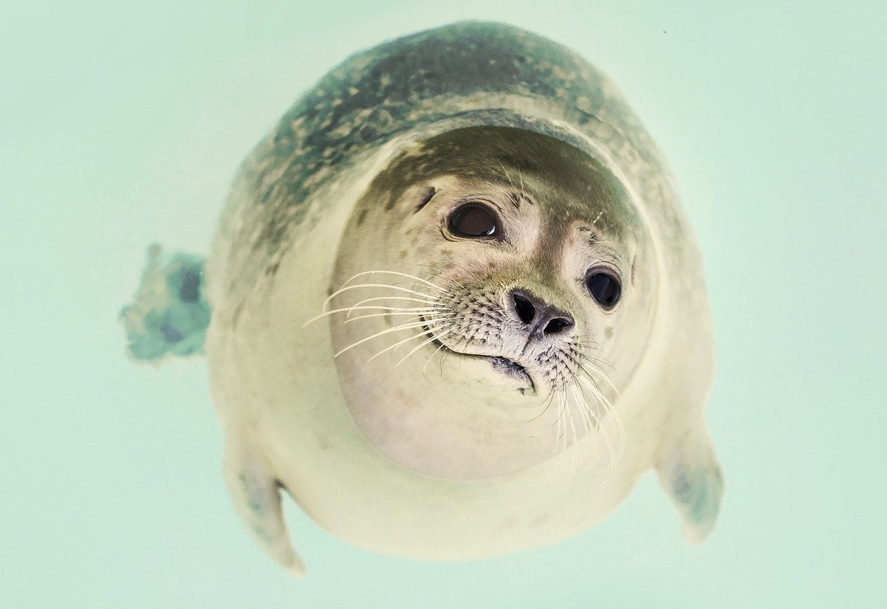 玻璃鱼如何繁殖视频播放（鱼怎么繁殖的视频） 广州水族器材滤材批发市场 第1张