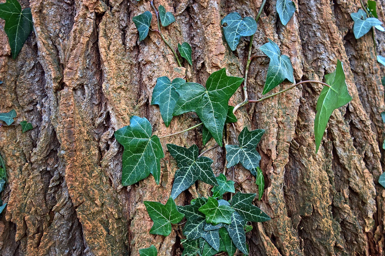 龙鱼可以养在水草生态缸吗 水草 第2张