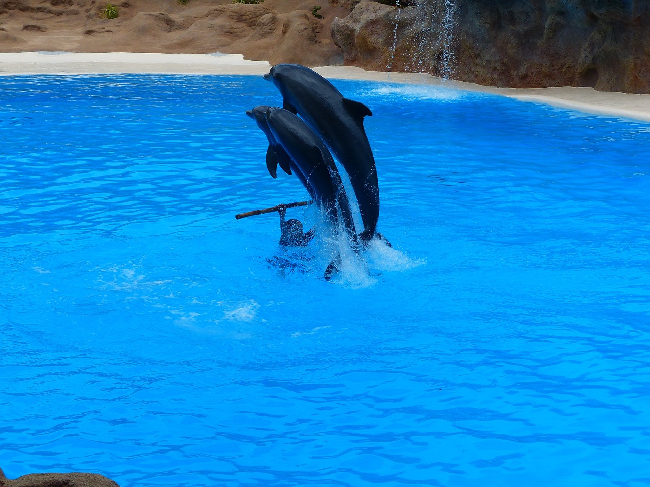 城阳区最受欢迎的水族馆——城阳天天鑫水族馆 全国水族馆企业名录 第1张