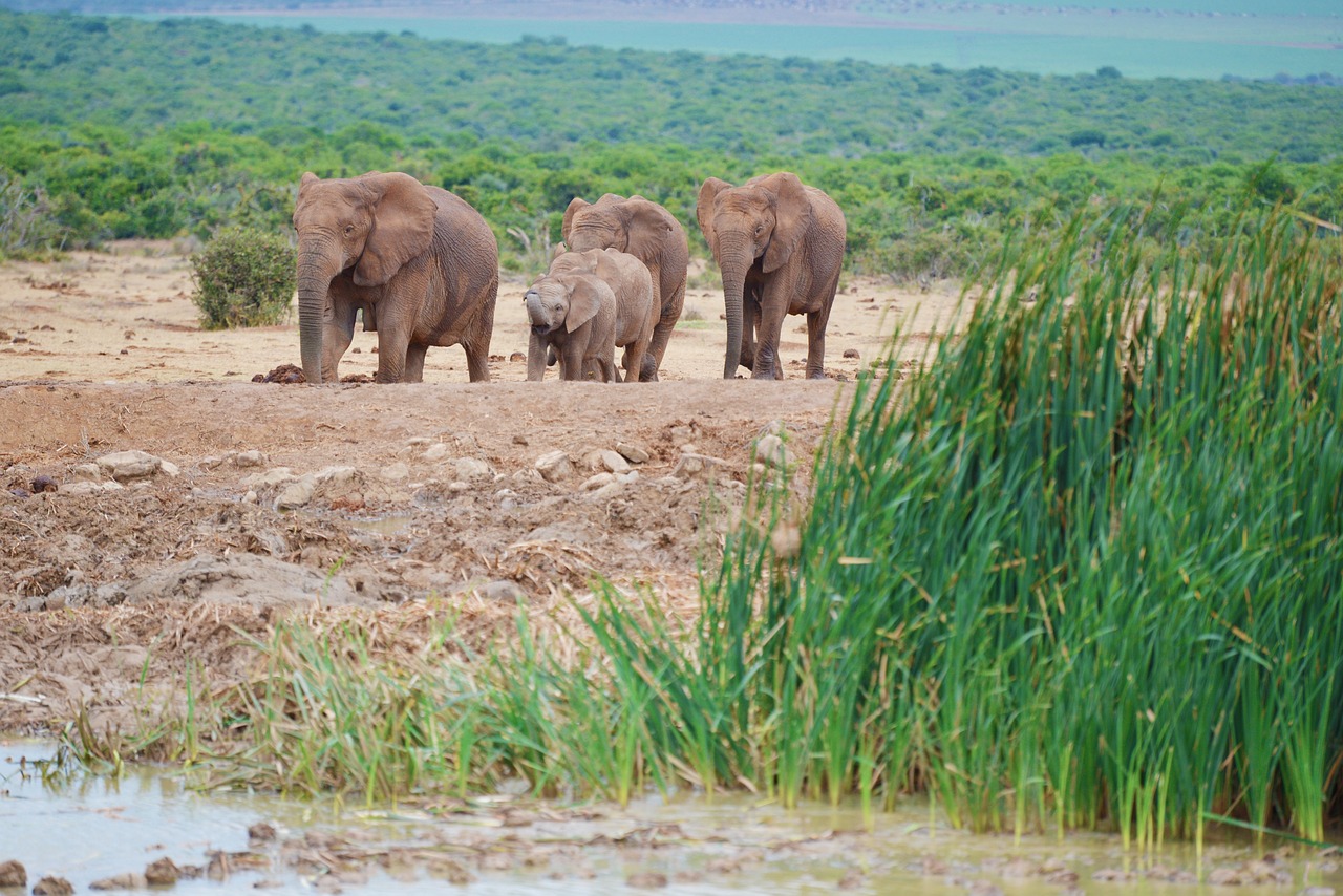 非洲草原象分布于非洲草原象热带雨林和非洲象分布于亚洲象