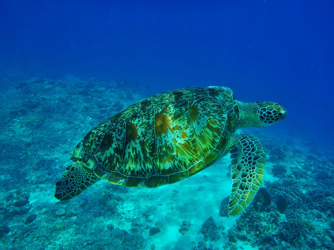 海洋馆有什么海洋生物图片 养鱼知识 第4张