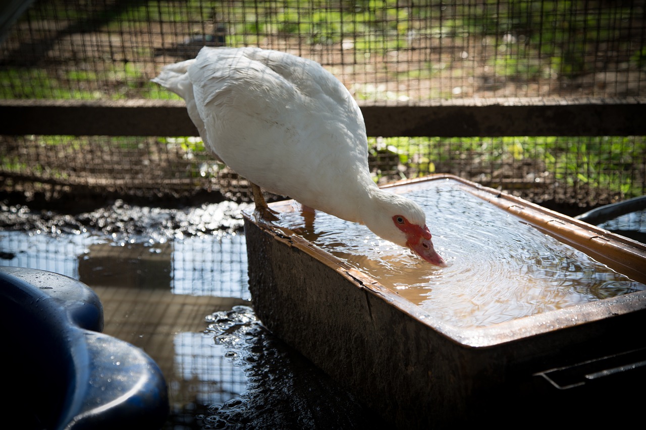 银龙鱼鱼鳞有红斑吗图片（银龙鱼鳞片红色正常么） 银龙鱼 第1张