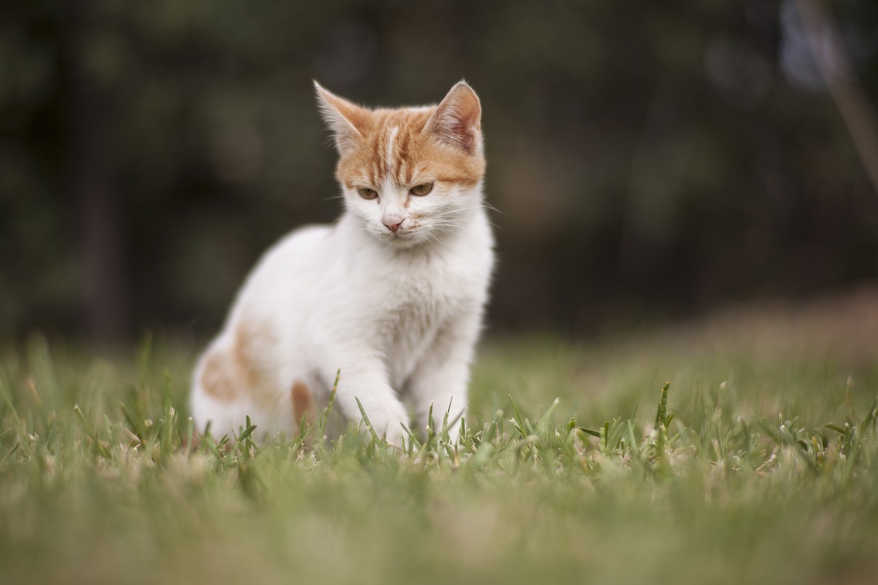 适合孩子养的宠物除了猫狗还有什么（小孩适合养猫还是狗） 养鱼知识 第1张