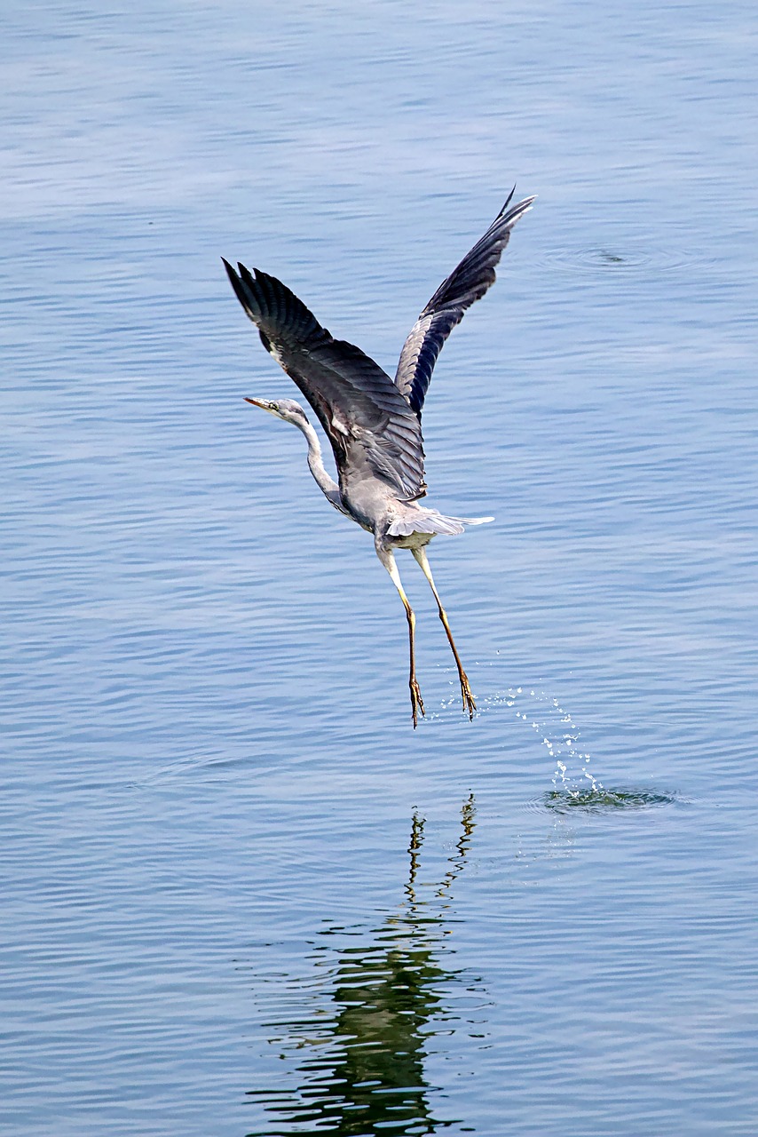 哈尔滨极地馆鳐鱼表演视频直播对应的tripadvisor 鱼缸/水族箱 第4张