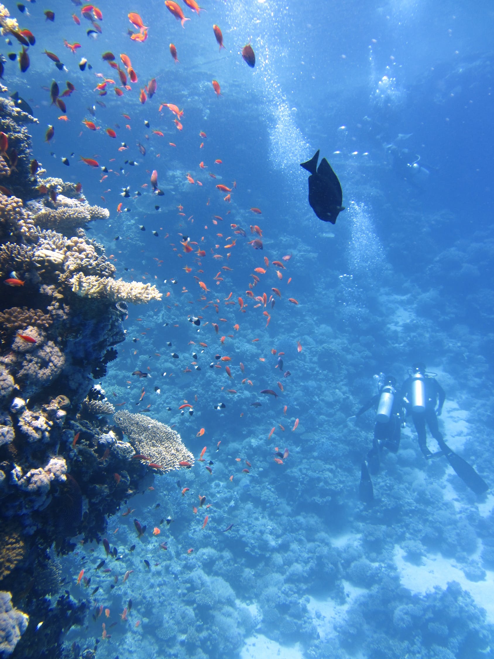 马里亚纳海沟的生存区域是怎样的？ 水族品牌 第3张