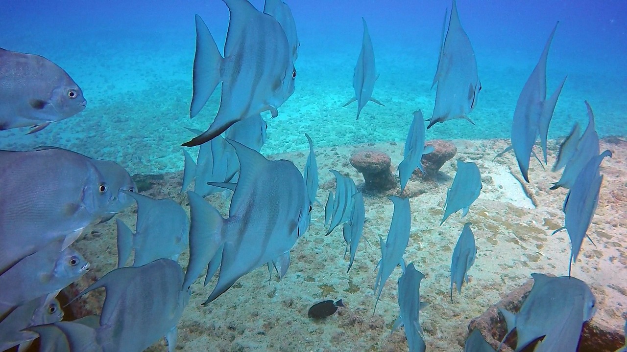 深圳市宝安区沙井禧鱼娃水族馆，一座集观赏、科普、娱乐于一体的大型水族馆 全国水族馆企业名录 第4张