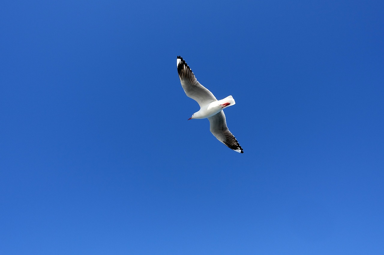 晋城水族馆_魟鱼怎么分公母（水族馆鳐鱼）