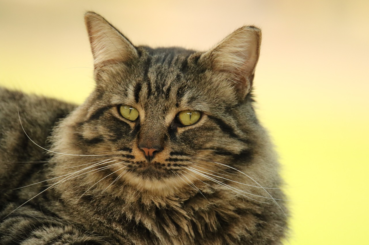 招财猫鱼突然沉底打蔫了不爱动了怎么办招财猫鱼在缸底不动怎么办