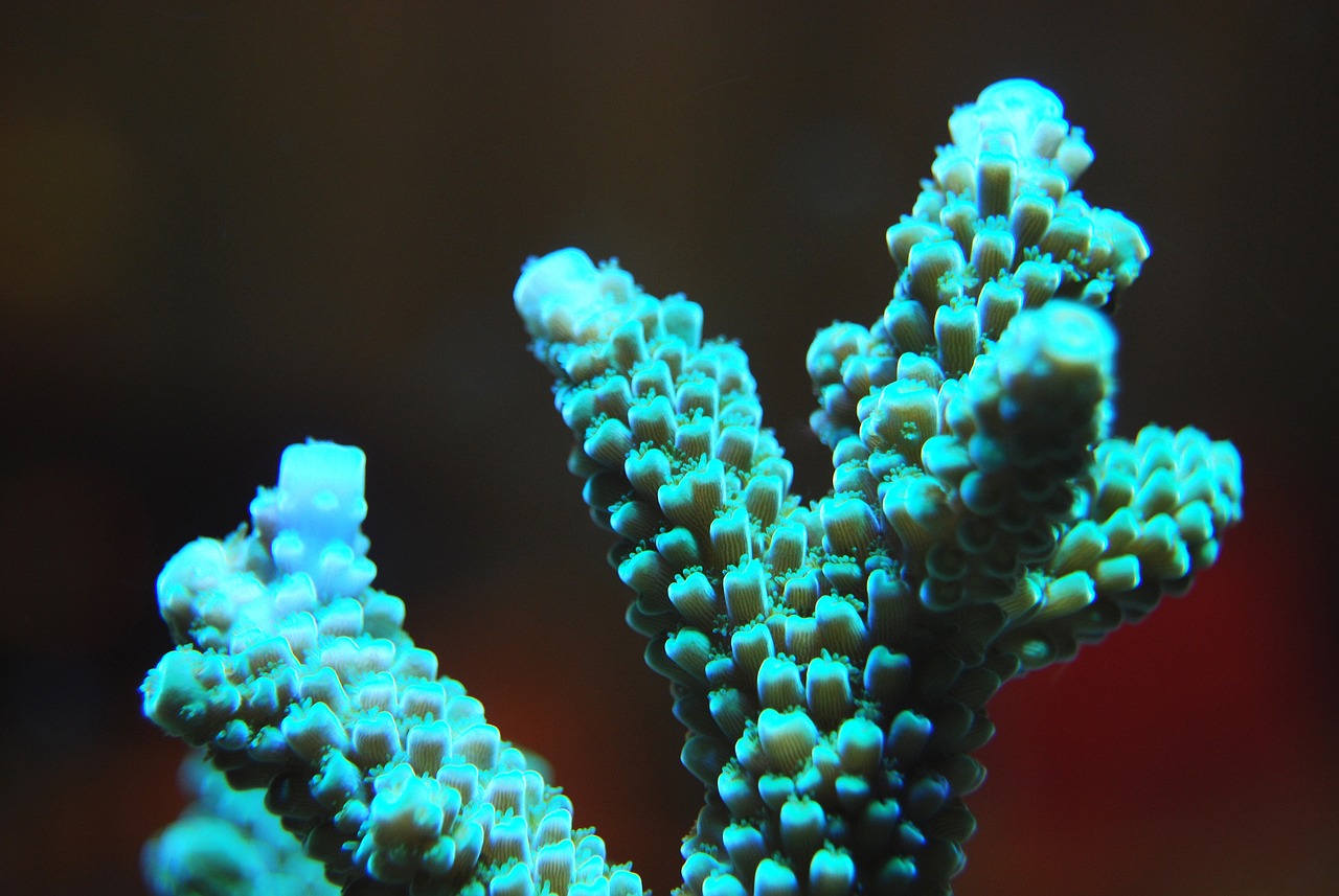 上海海洋水族馆，60岁以上老人有优惠港务区哪里有水族馆