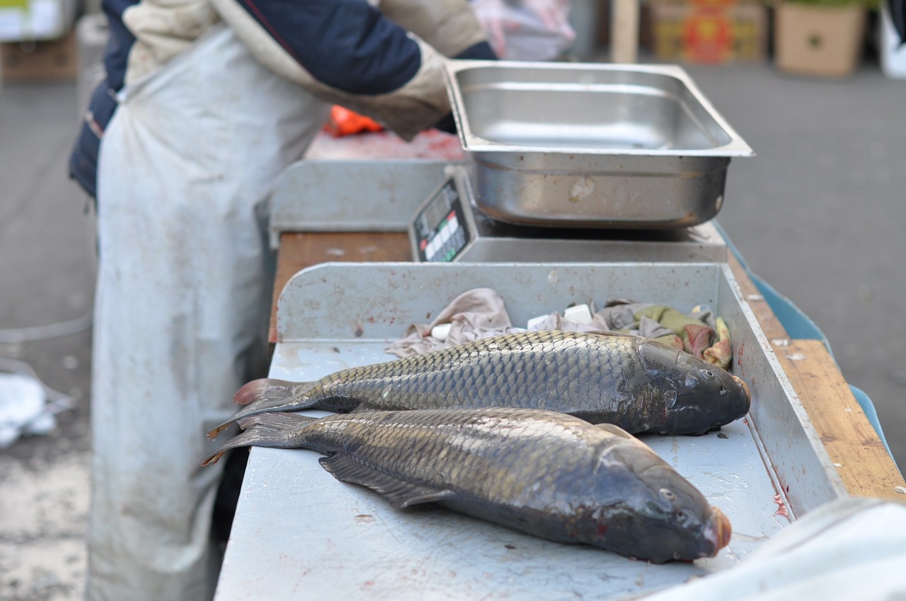 鲤鱼喜欢吃什么鱼饵，鲤鱼喜欢吃什么饵料