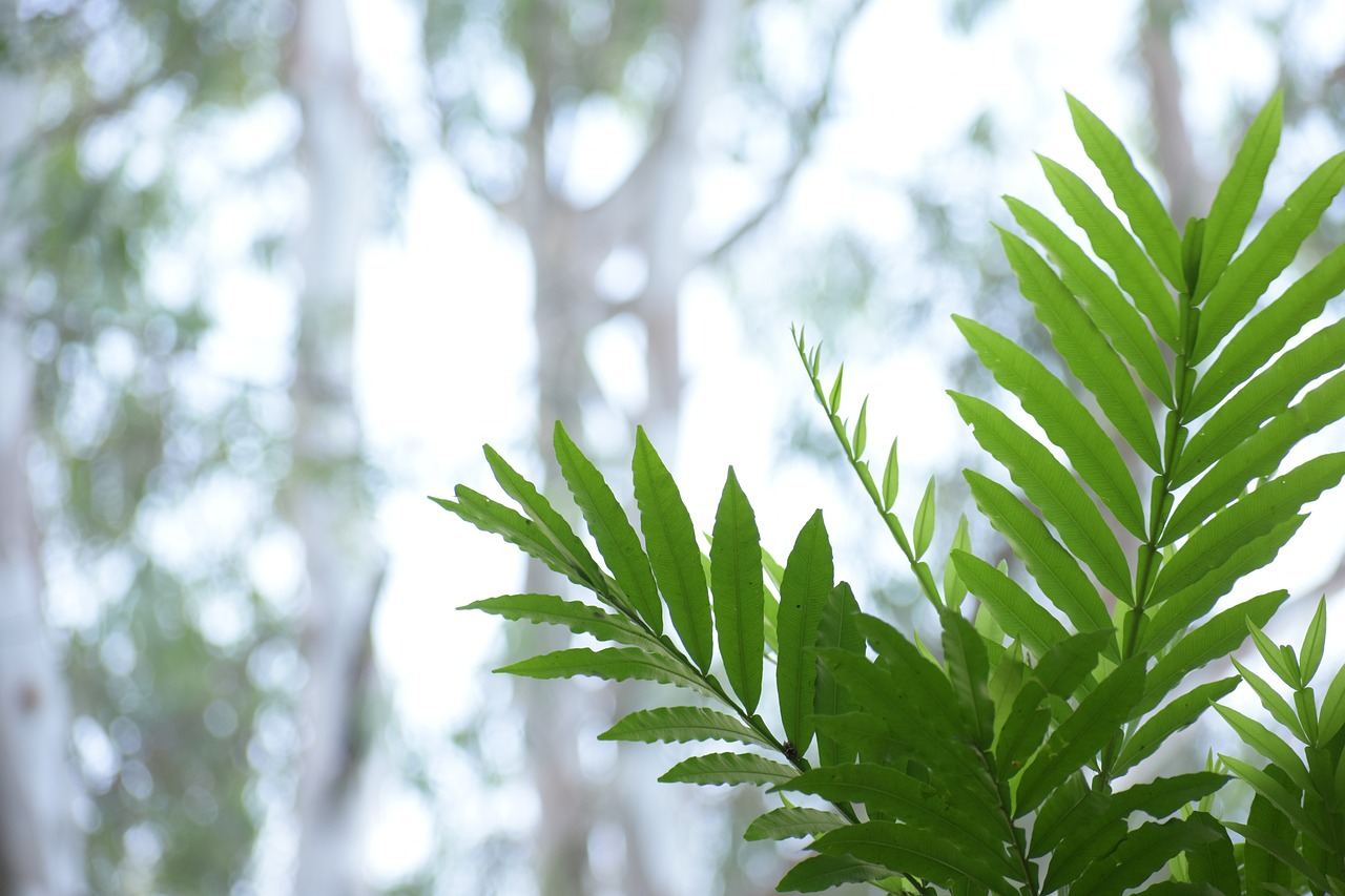 鱼缸有什么植物可以不需要阳光，可以长期在室内种植的？ 鱼缸等水族设备 第2张