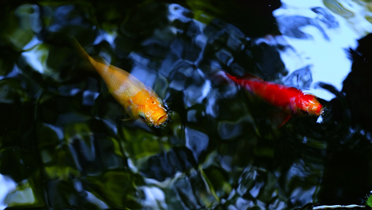 水族箱锦鲤夏天怎么养锦鲤 鱼缸/水族箱 第2张