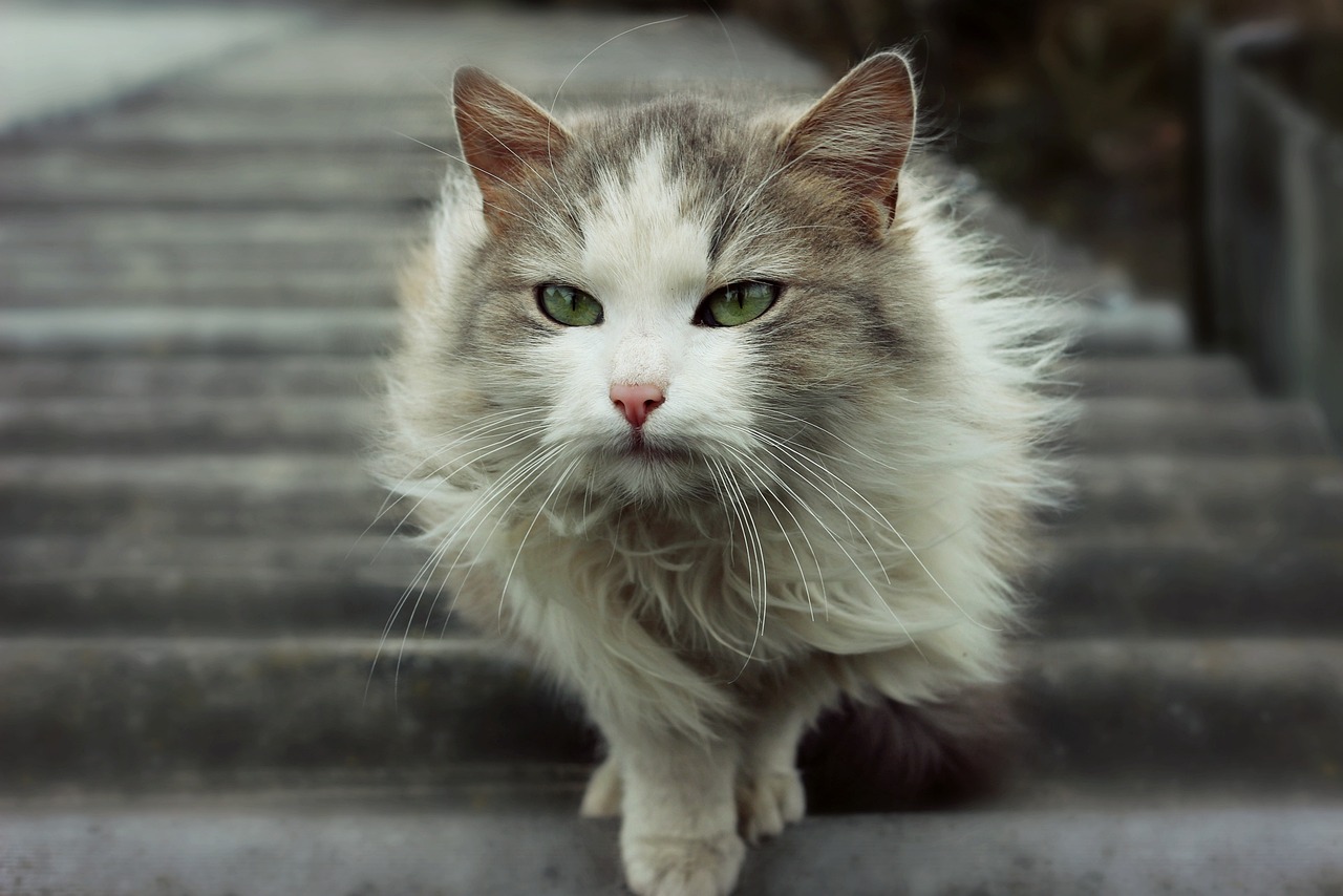 招财猫和招财猫的区别 B级过背金龙鱼 第5张