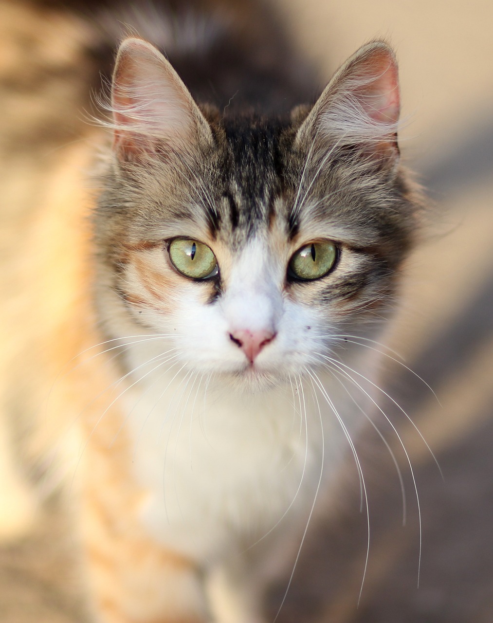 黄金猫和招财猫长什么样子图片，招财猫长什么样子图片