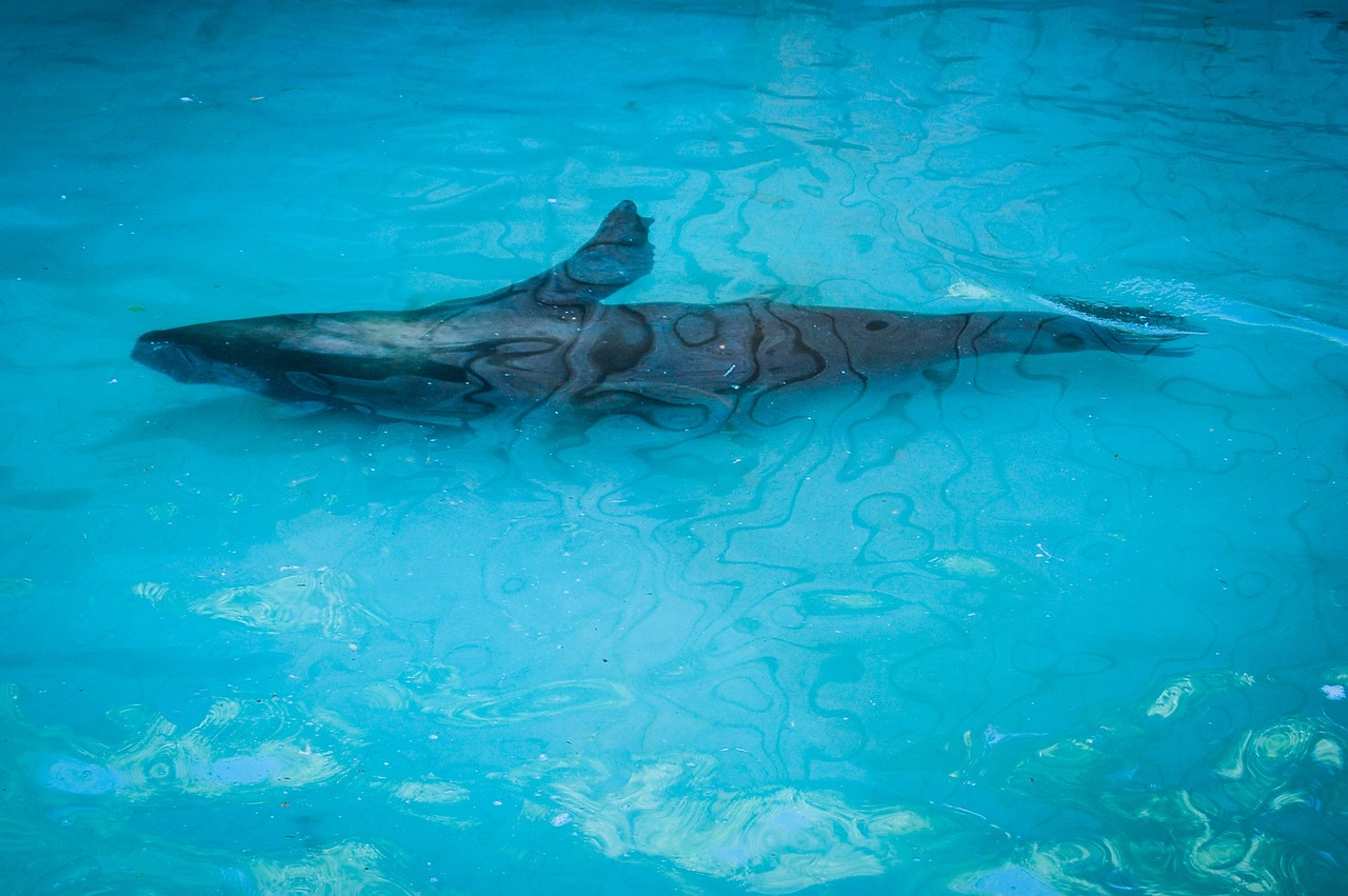 上海市普陀区振旺水族馆及详细地址