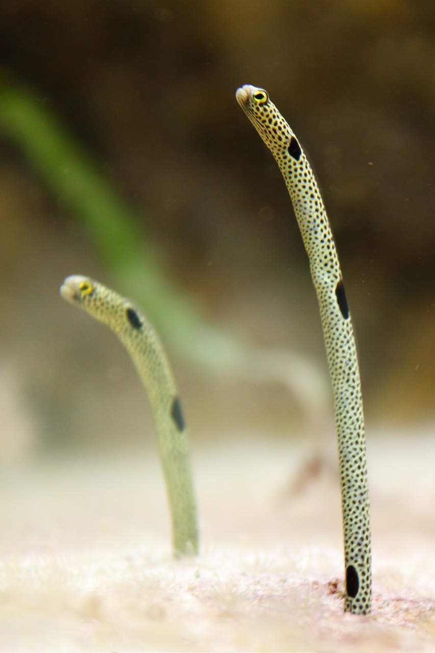 水虎鱼的饲养技巧