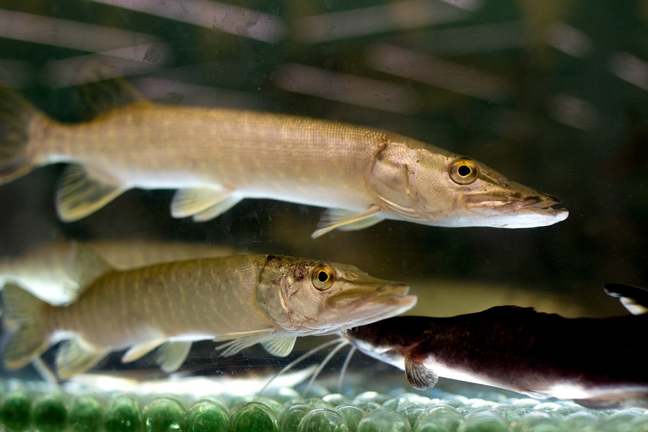 成都水族批发市场有哪些鱼类品种卖（成都水族批发市场有哪些鱼类品种卖的） 观赏鱼水族批发市场 第4张