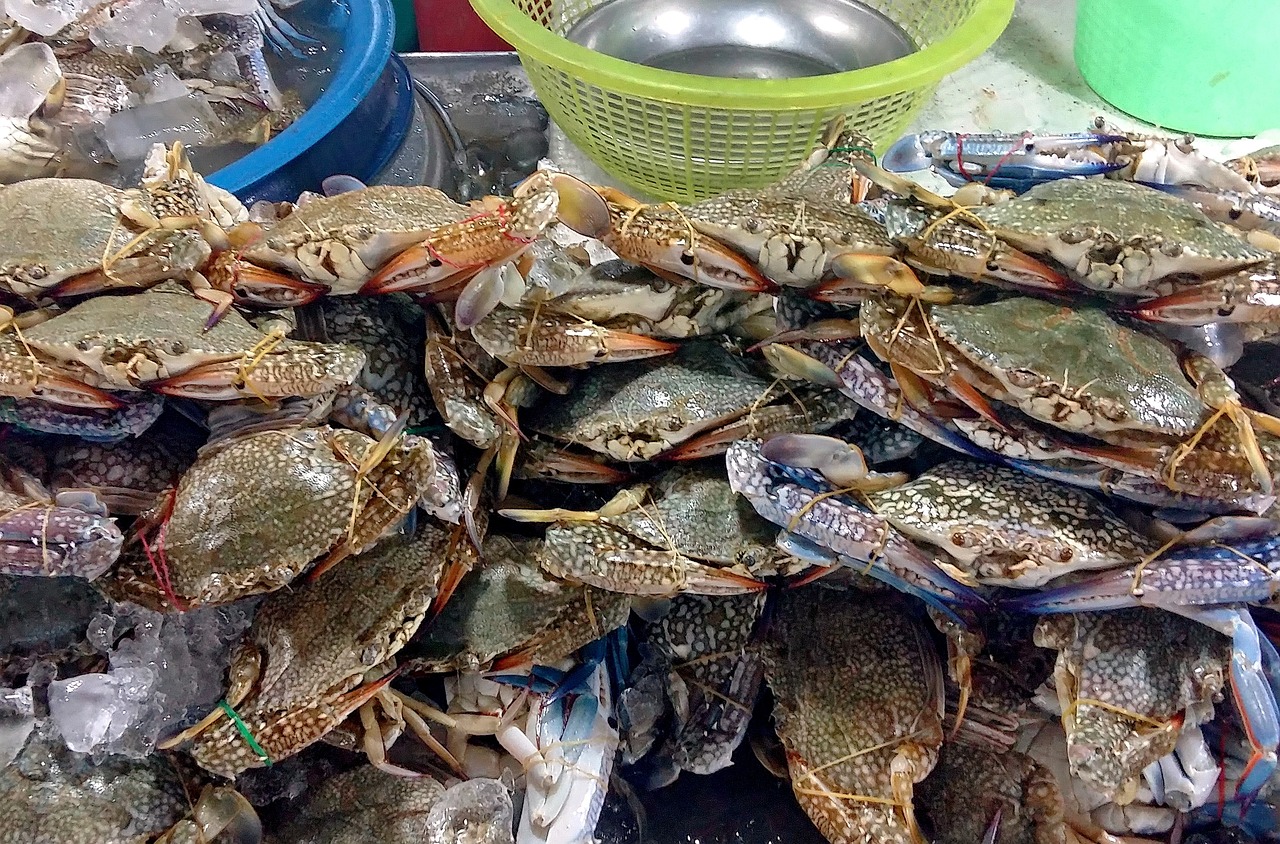 大连家具市场热带雨林鱼店（大连热带鱼批发市场） 全国水族馆企业名录 第5张