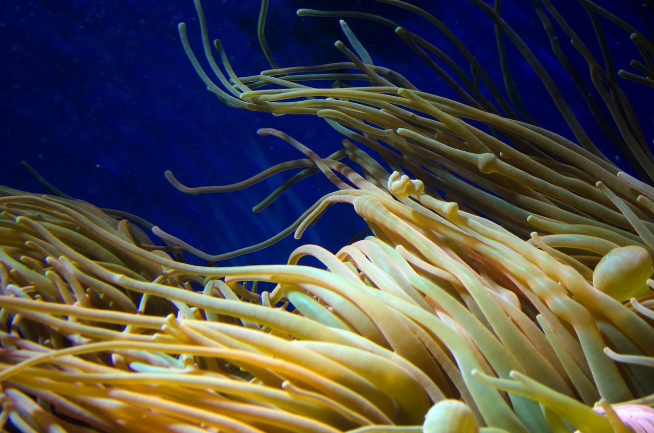 上海市普陀区卓然水族馆（上海市普陀区卓然水族馆地址） 全国水族馆企业名录 第3张