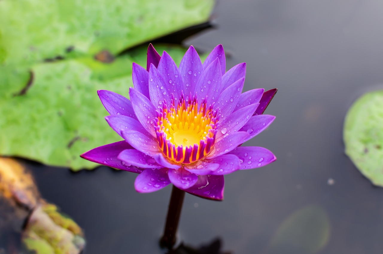 史光明长沙市芙蓉区三湘花卉培植北9号 全国水族馆企业名录 第5张