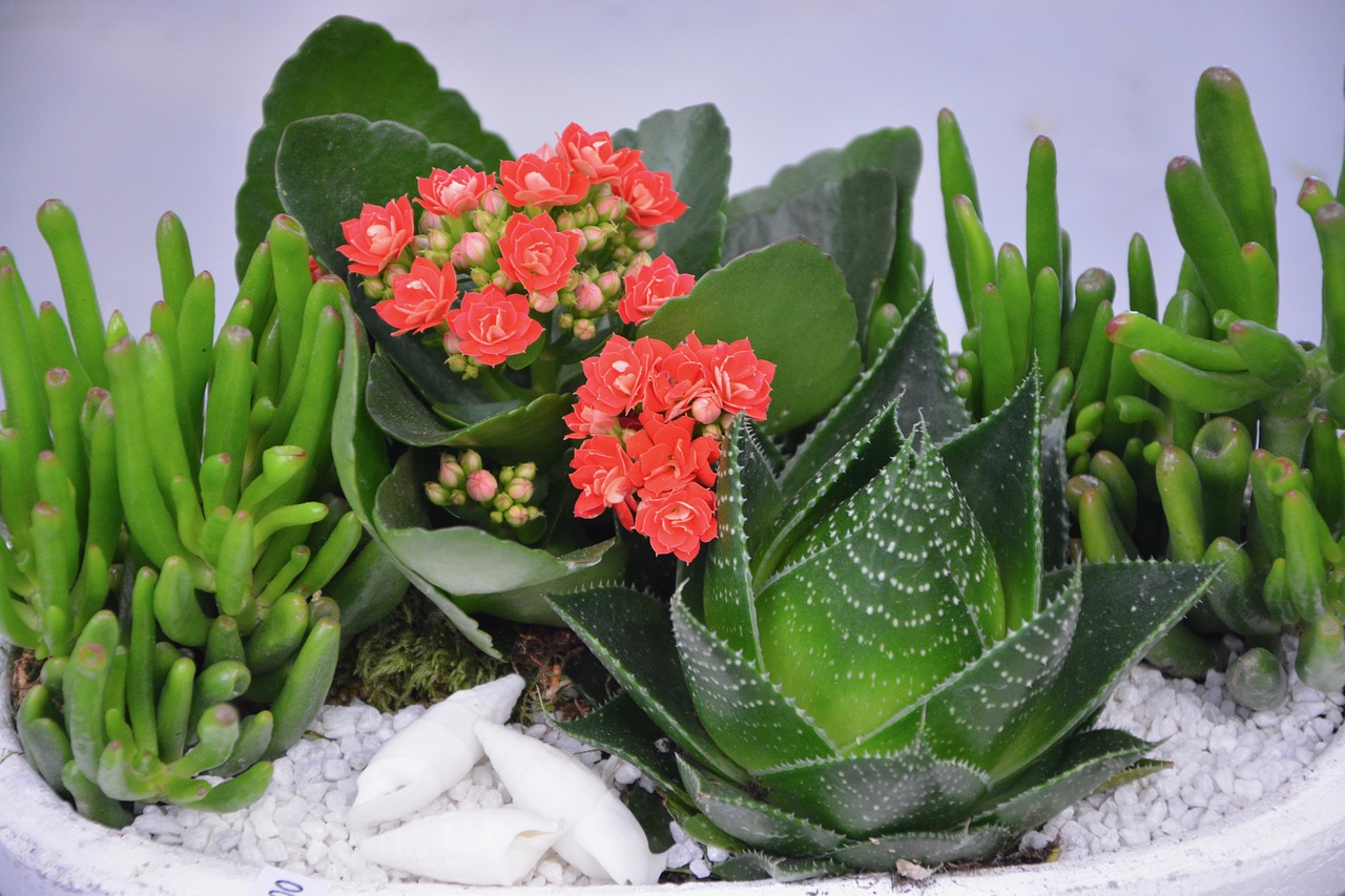 长沙市雨花区浪漫花都花店（长沙市雨花区浪漫花都花店地址）