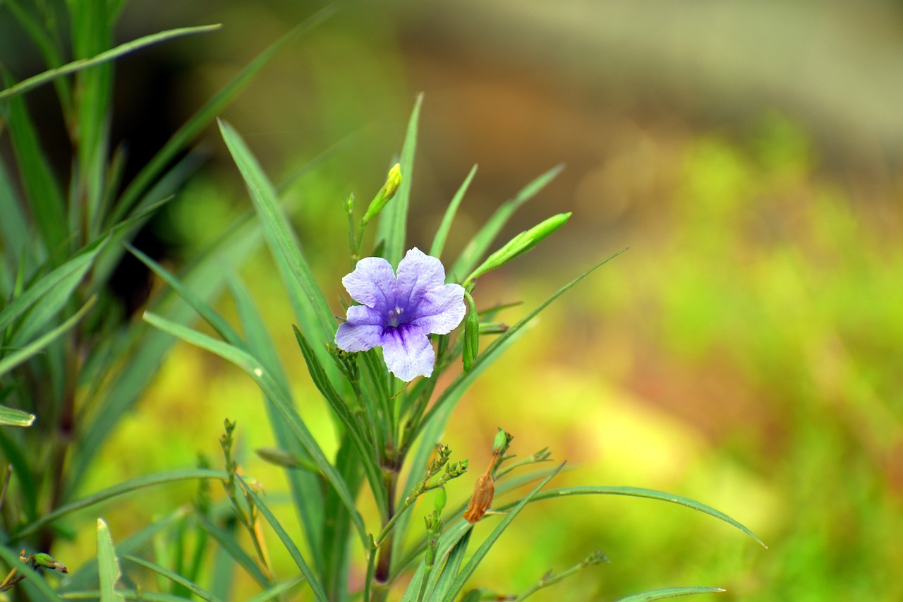 沈阳市和平区旭光花卉种植园（沈阳市和平区旭光花卉种植园地址）