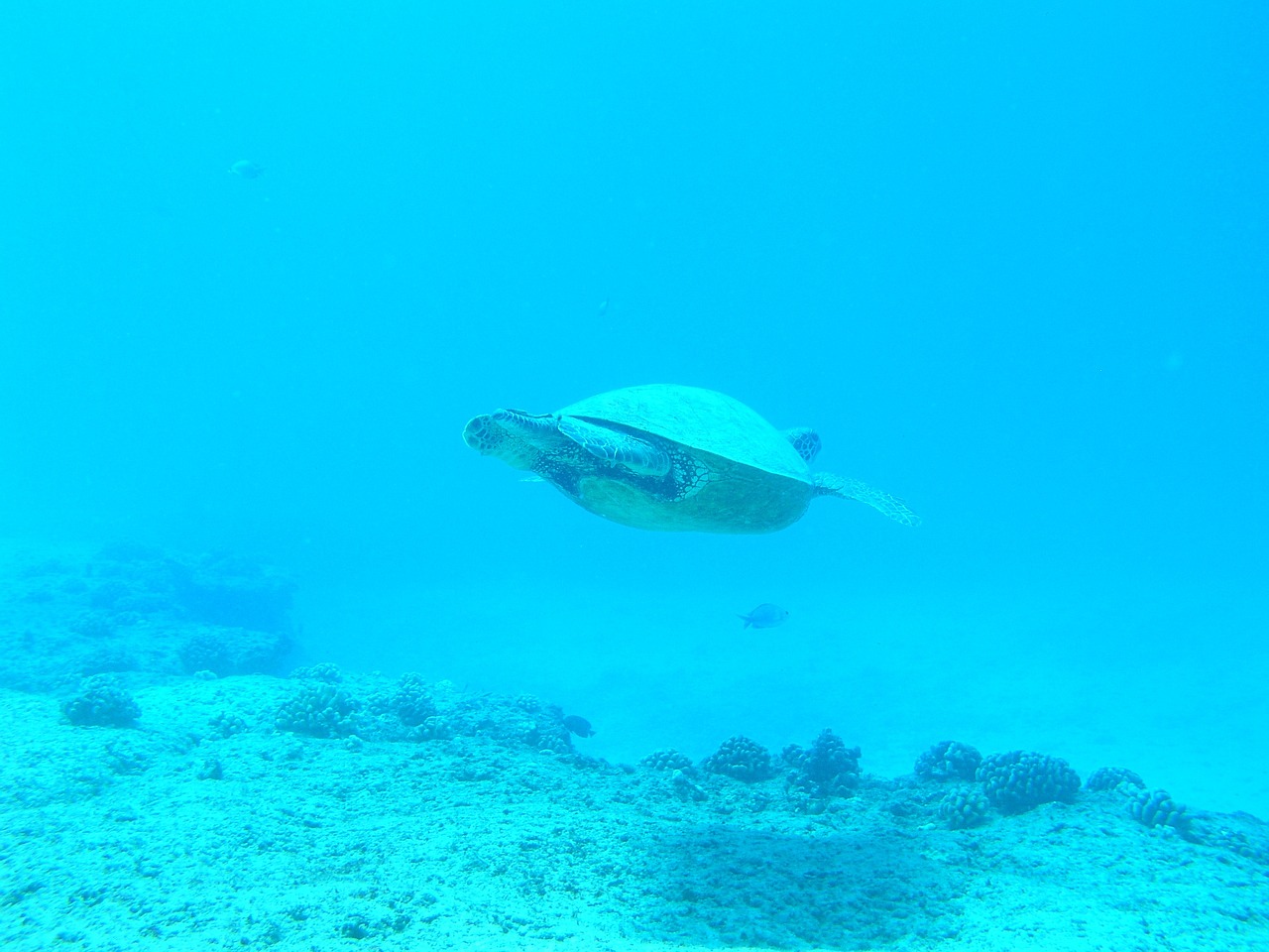 曹妃甸区自然海观赏鱼经销处