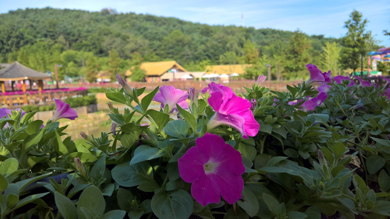 长沙市芙蓉区山语园林花卉商行（长沙市芙蓉区山语园林花卉商行地址）