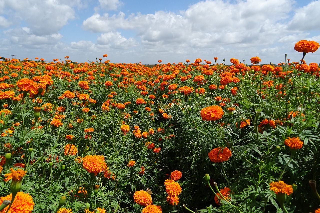 郑州芳怡花卉有限公司（郑州芳怡花卉有限公司怎么样） 全国水族馆企业名录 第4张