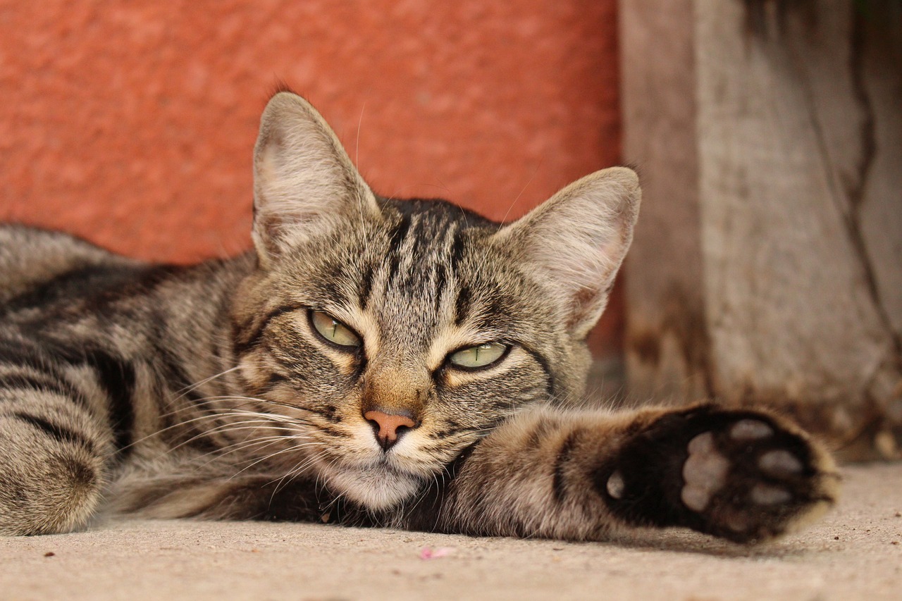 变异的熊猫长什么样子视频（变异的熊猫长什么样子视频大全） 观赏鱼批发 第1张